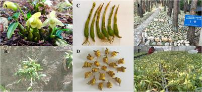 Comparative Proteome and Phosphoproteome Analyses Reveal Different Molecular Mechanism Between Stone Planting Under the Forest and Greenhouse Planting of Dendrobium huoshanense